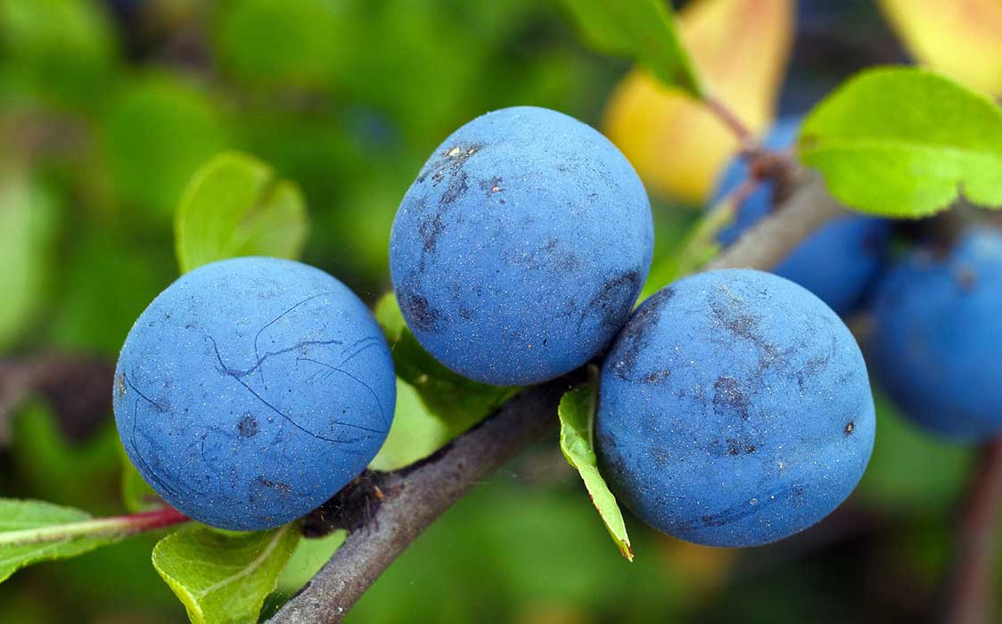 5 Health Benefits Of Blueberries