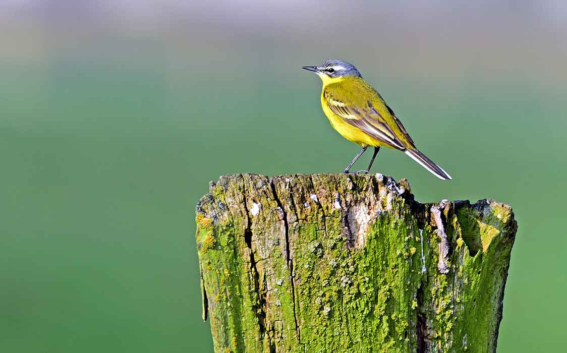 Lifestyle of Yellow Wagtail