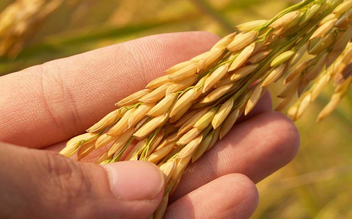 Nabanna -  The Bengali Harvest Celebration